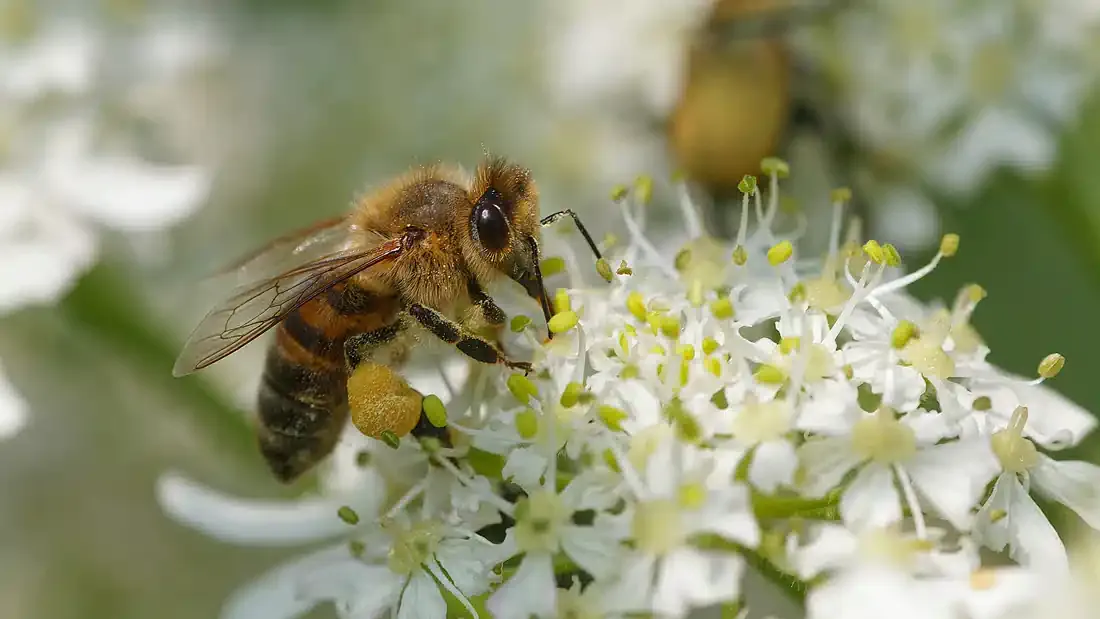 stage macro dans les alpes